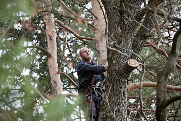 Best Tree Preservation Services  in Oakley, UT