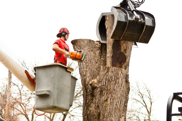 Reliable Oakley, UT Tree Care Solutions